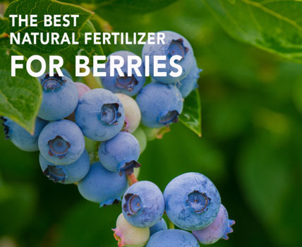 Garden How-to: The best organic fertilizer for berries