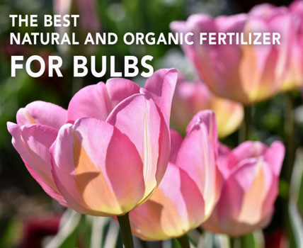 Garden How-to: Best natural and organic fertilizer for bulbs 2022