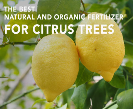 Garden How-to: The best organic fertilizer for citrus trees
