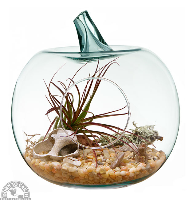 Glass Apple-shaped Terrarium