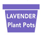 Lavender - plant pot