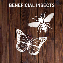 beneficial insects