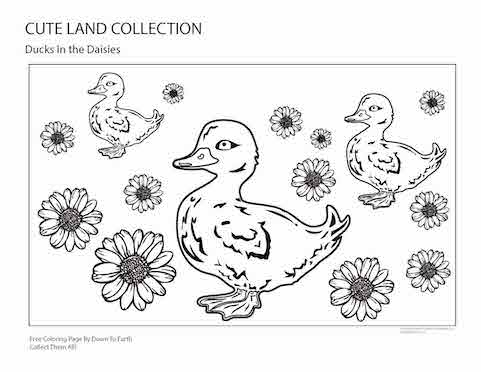 Cute Land Collection - Ducks