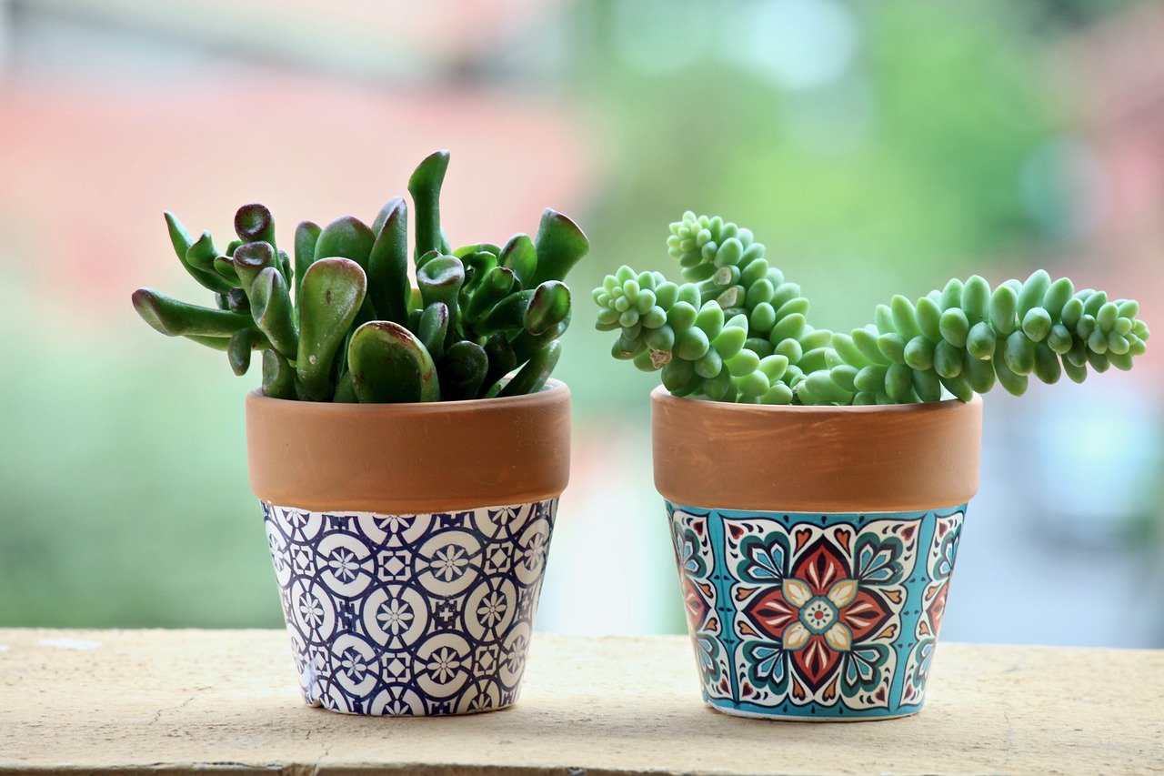 HOW TO CARE FOR SUCCULENTS AND CACTUS PLANTS