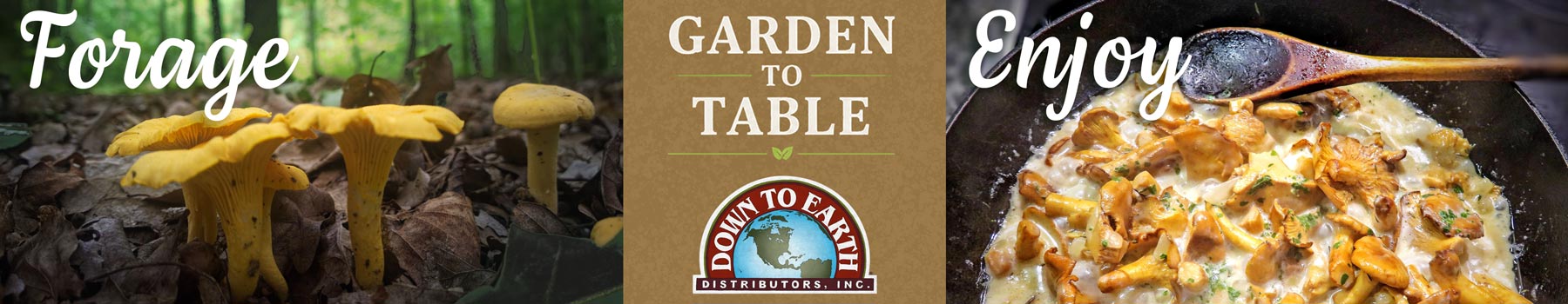 Foraging  in your food forest garden for delicious meals
