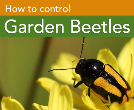 how to control garden beetles