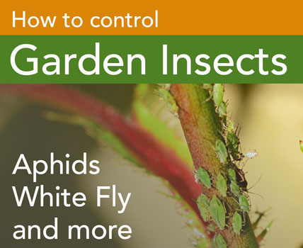 how to control garden aphids