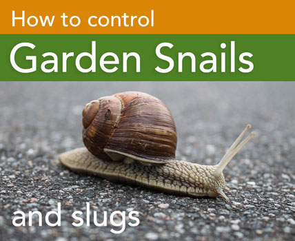 how to control garden slugs and garden snails