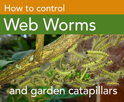how to control garden web worms and catapellirs
