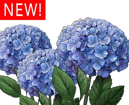Hydrangea Design - Wholesale Accessories