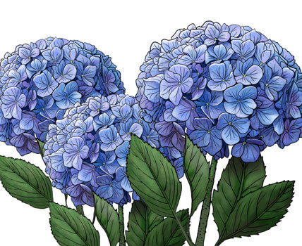 Hydrangea Design Accessories -Gifts