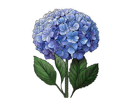 hydrangea collection
