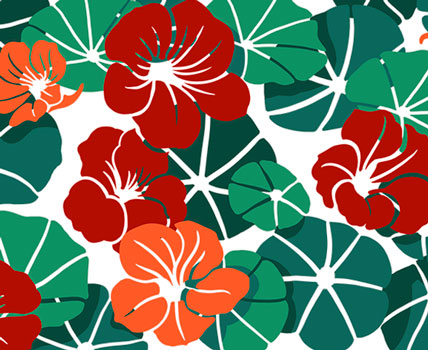 Nasturtium Collection