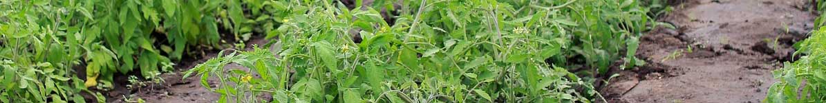Organic Fertilizer and Amendments for Spring