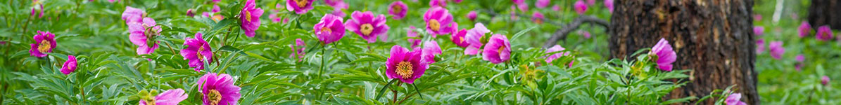 Peonies