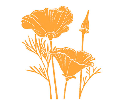 poppy collection