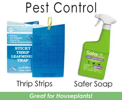 Pest Control For Houseplants
