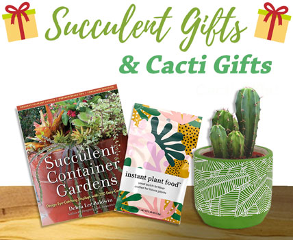 Gifts for plant parents -succulent gifts!