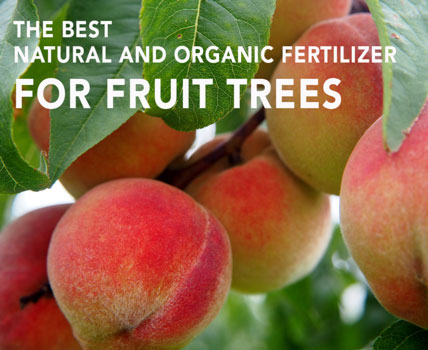 The best organic fertilizer for fruit trees