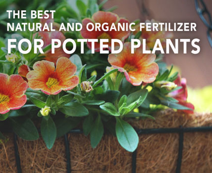 the best natural and organic fertilizer for potted plants