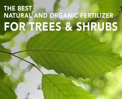 the best organic fertilizer to use on trees and shrubs