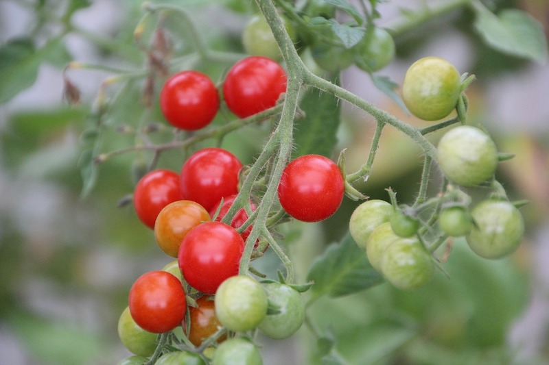 How to Grow Cherry Tomatoes -image