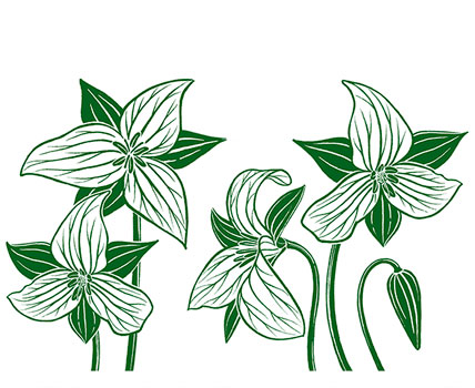 Trillium Collection