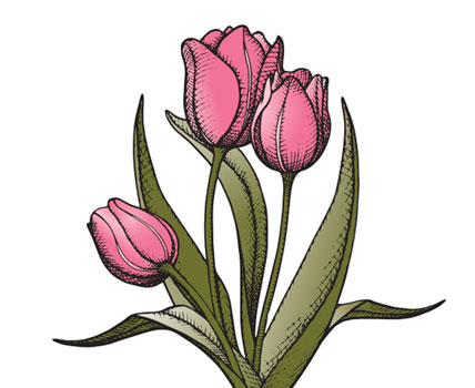 Tulip Collection