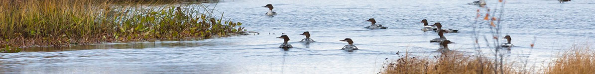 Wholesale wild bird supply distributors outlet