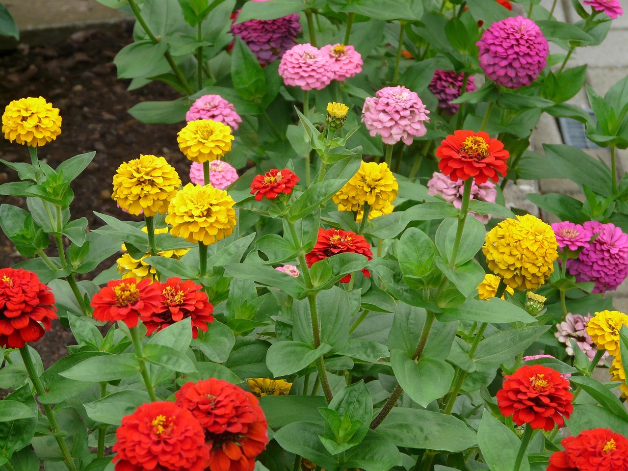 California Garden with Zinnias