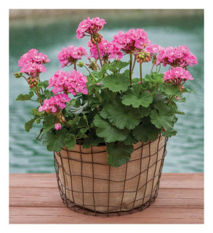 Bushel Bsk 10" Rustic Wire- Easy To Plant