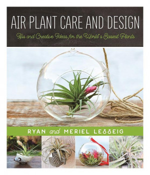 Air Plant Care And Design