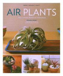 Air Plants Tillandsias*