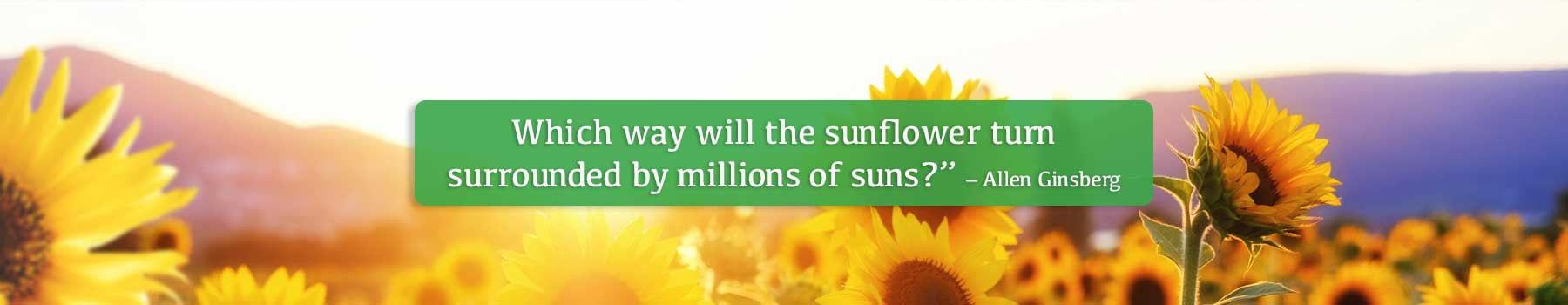 Allen Ginsberg Quote- Summer Sunflowers 2024