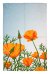 Kitchen Towels Poppies *min6*